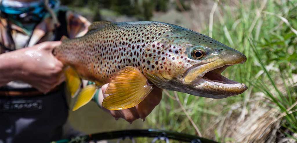 Smith River Browns