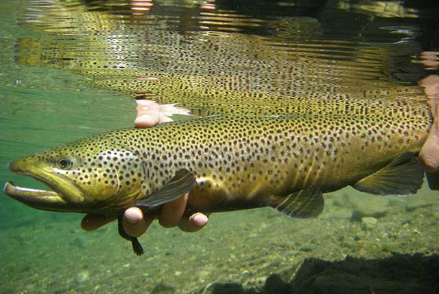 Catch and Release Brown Trout